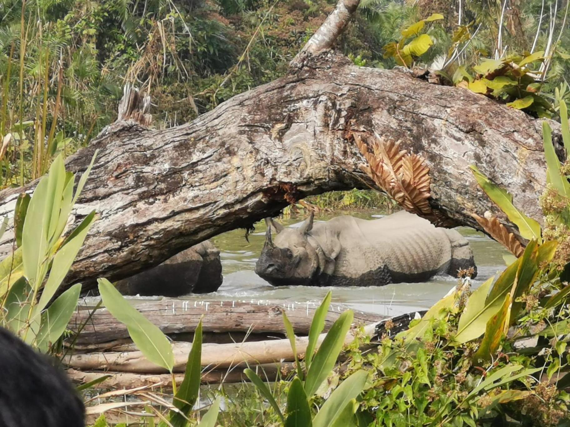 Bamby Chilling House - Feel The Nature Sauraha Exterior foto